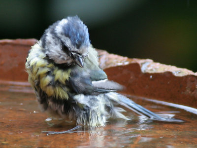 Pimpelmees - Blue Tit - Parus caeruleus