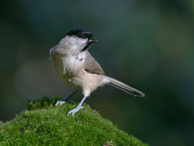 Glanskop - Marsh Tit - Parus palustris