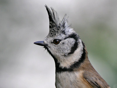 Crested Tit - Kuifmees - Parus cristatus