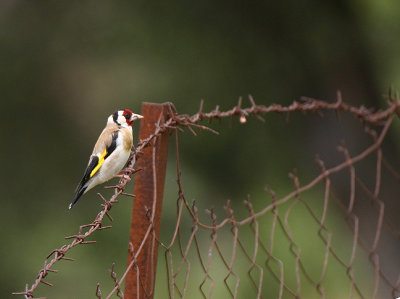 European Goldfinch - Putter - Carduelis carduelis