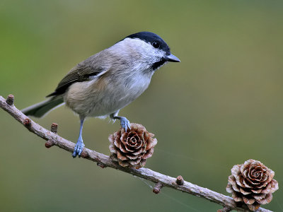 Glanskop - Marsh Tit - Parus palustris