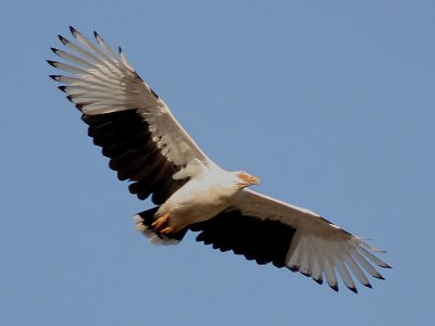 Palmnut Vulture - Palmgier - Gypohierax angolensis