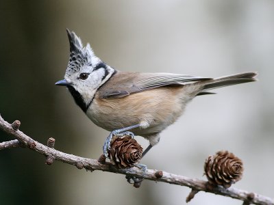 Kuifmees - Crested Tit - Parus cristatus