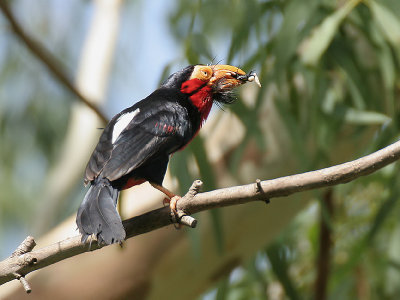 Bearded Barbet - Zwartbandbaardvogel - Lybius dubius