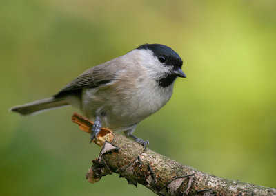 Glanskop - Marsh Tit - Parus palustris