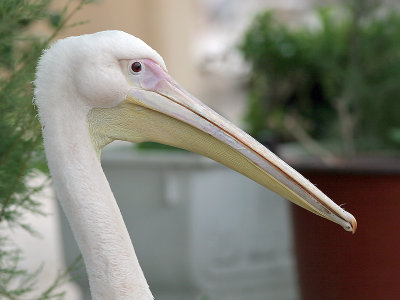 Rosse Pelikaan - White Pelican - Pelecanus onocrotalus