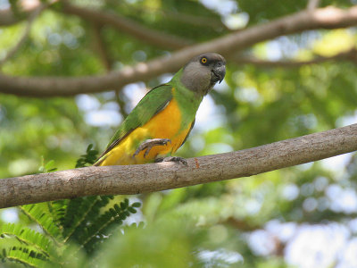 Senegal Parrot - Bonte Boertje - Poicephalus senegalus