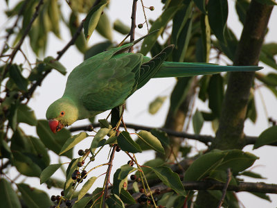 Ring-necked Parakeet - Halsbandparkiet - - Psittacula kramerii