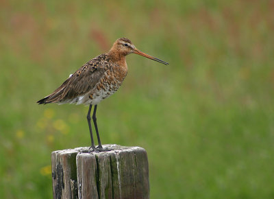 Grutto - Black tailed Godwit - Limosa limosa