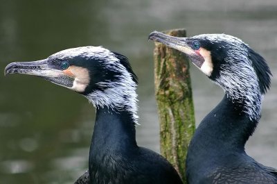 Cormorant - Aalscholver - Phalacrocorax carbo