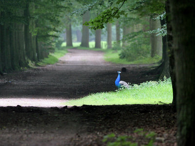 Peacock crossing the road / Overstekende Pauw