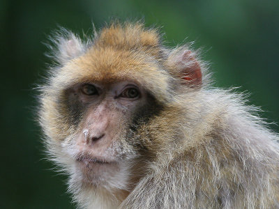 Berberaap - Barbary Macaque - Macaca sylvanus
