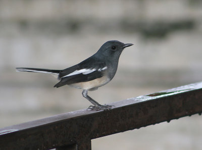 Dayalijster  - Oriental Magpie Robin - Copsychus Saularis