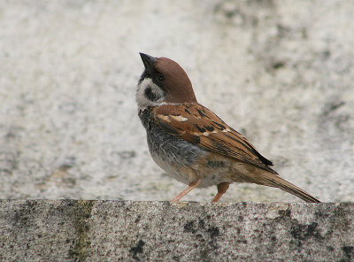 Ringmus - Eurasian Tree Sparrow - Passer montanus