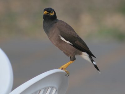 Common Myna - Treurmaina - Acridotheres tristis