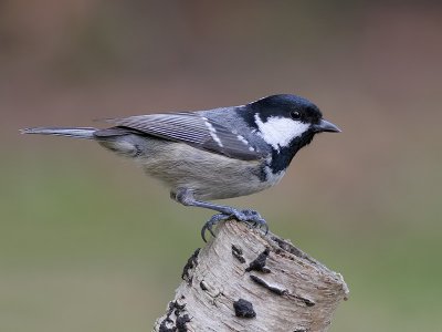 Zwarte Mees - Coal Tit - Parus ater