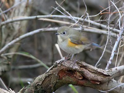 Blauwstaart - Red flanked Bluetail - Tarsiger cyanurus