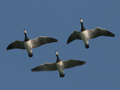 Barnacle Goose - Brandgans - Barnacle Goose - Branta leucopsis