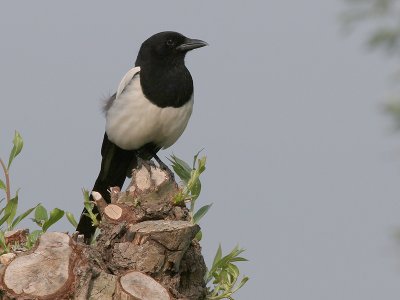 Ekster - Eurasian Magpie - Pica pica