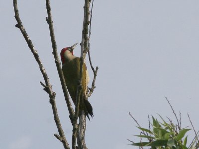 Groene Specht - Eurasian Green Woodpecker - Picus viridis