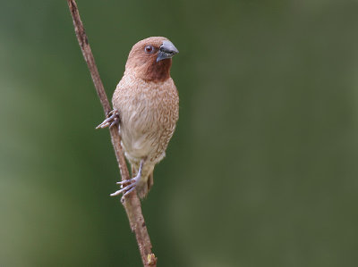 Scaly-breasted Munia 