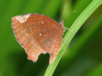 Vlinder - Thailand