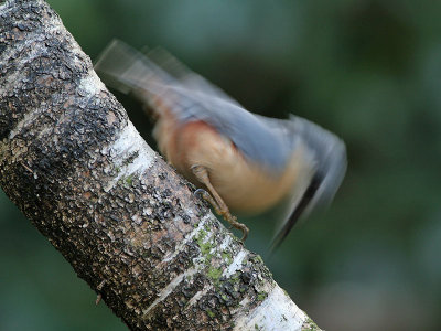 Boomklever - Nuthatch - Sitta europaea