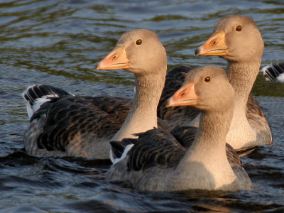 Greylag Goose - Grauwe Gans - Anser anser