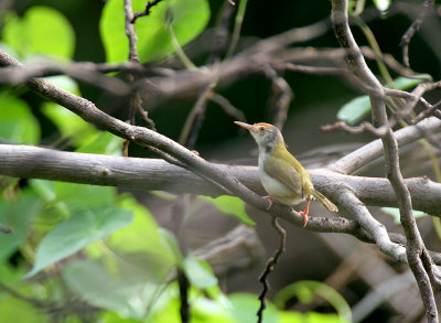 Common Tailorbird 