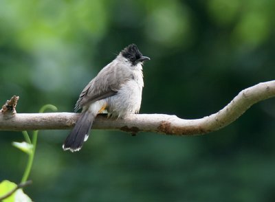 Sooty-headed Bulbul