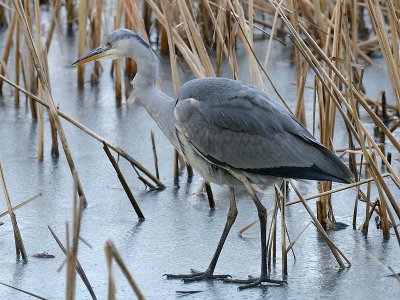 Blauwe Reiger - Grey Herron - Ardea cinerea
