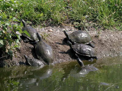 Schildpadden - Lesbos