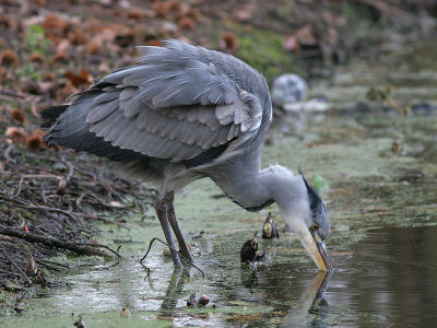 Blauwe Reiger - Grey Herron - Ardea cinerea