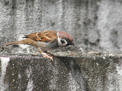 Ringmus - Eurasian Tree Sparrow - Passer montanus