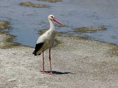 White Stork - Gewone Ooievaar - Ciconia ciconia