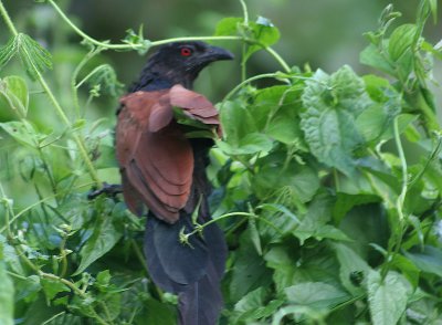 Greater Coucal - Chinese Spoorkoekoek - Centropus sinensis 