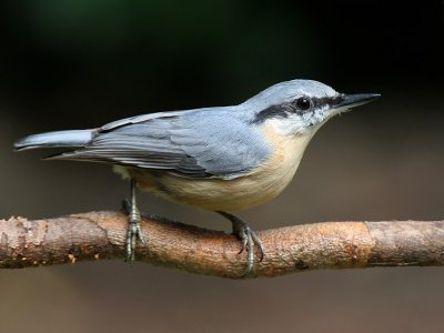 Boomklever - Nuthatch - Sitta europaea