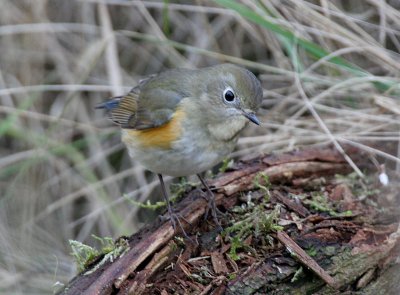 Blauwstaart - Red flanked Bluetail - Tarsiger cyanurus