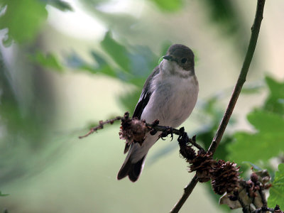 Bonte Vliegenvanger - Pied Flycatcher - Fidecula hypoleuca