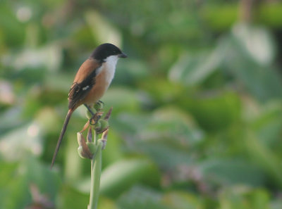 Long-tailed Shrike