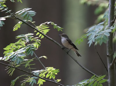 Bonte Vliegenvanger - Pied Flycatcher - Fidecula hypoleuca