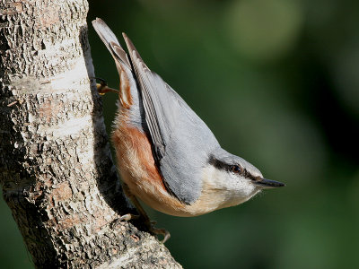 Boomklever - Nuthatch - Sitta europaea