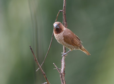 Scaly-breasted Munia 