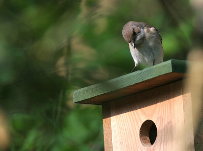 Bonte Vliegenvanger - Pied Flycatcher - Fidecula hypoleuca