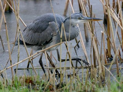 Blauwe Reiger - Grey Herron - Ardea cinerea