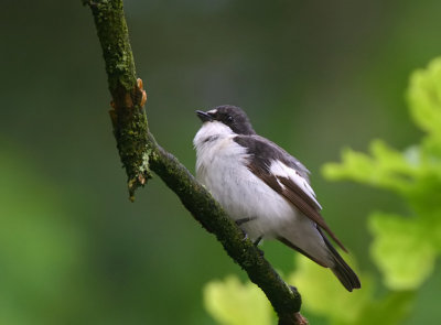 Bonte Vliegenvanger - Pied Flycatcher - Fidecula hypoleuca