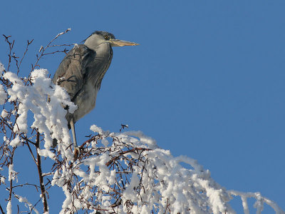 Blauwe Reiger - Grey Herron - Ardea cinerea