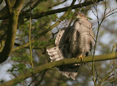 Sperwer - Sparrow Hawk - Accipiter nisus