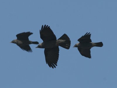 Kauw - Jackdaw - Corvus monedula