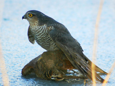 Sperwer & Houtsnip - Sparrow Hawk & Woodcock - Accipiter nisus & Scolopax rusticola